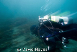 Winter diving in Prince William Sound Alaska. by David Hayes 